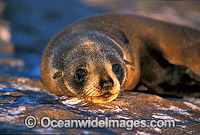 New Zealand Fur Seal cow Photo - Gary Bell