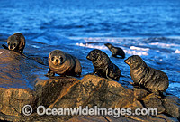 New Zealand Fur Seals Arctocephalus forsteri Photo - Gary Bell