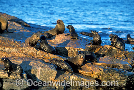 New Zealand Fur Seals photo