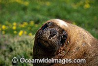 Australian Sea Lion bull Photo - Gary Bell