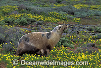 Australian Sea Lion cow Photo - Gary Bell