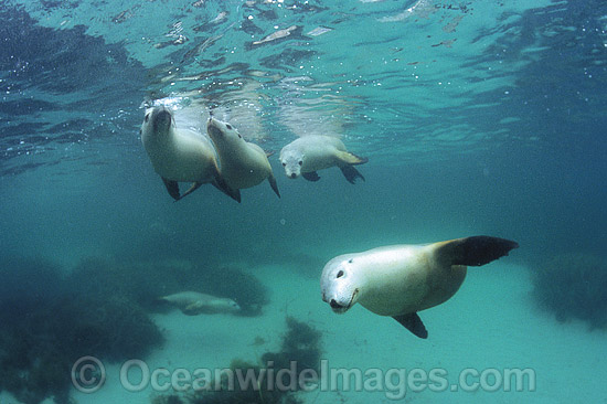 Australian Sea Lions Neophoca cinerea photo Australian Sea Lions Neophoca cinerea photo