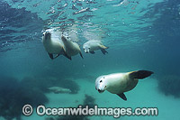 Australian Sea Lions Neophoca cinerea Photo - Gary Bell