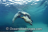 Australian Sea Lions Neophoca cinerea Photo - Gary Bell