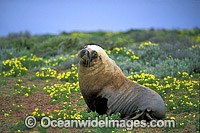 Australian Sea Lion bull Photo - Gary Bell