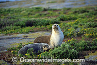 Australian Sea Lions resting Photo - Gary Bell