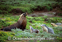 Australian Sea Lions bull with cows Photo - Gary Bell