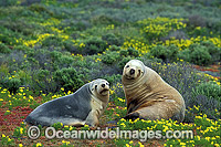 Australian Sea Lions resting Photo - Gary Bell
