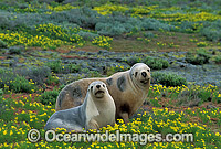 Australian Sea Lions resting Photo - Gary Bell