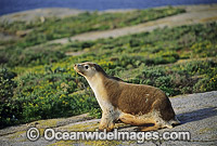 Australian Sea Lion cow Photo - Gary Bell