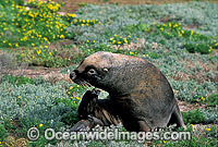 Australian Sea Lion bull Photo - Gary Bell