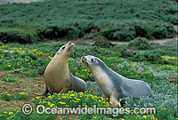 Australian Sea Lions cows Photo - Gary Bell