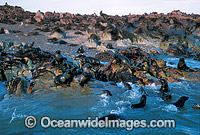 Cape Fur Seal colony Photo - Gary Bell