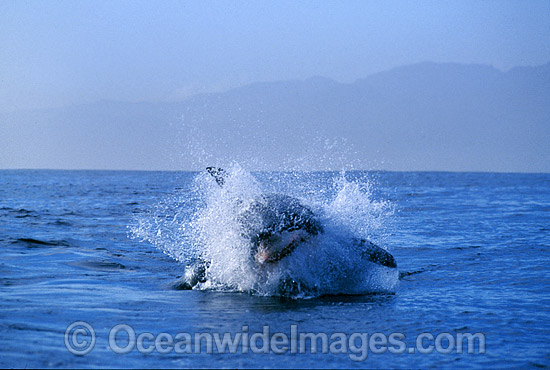 Great White Shark breaching on Cape Fur Seal photo