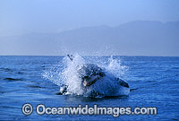 Great White Shark breaching on Cape Fur Seal Photo - Gary Bell