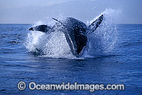 Great White Shark breaching on Cape Fur Seal Photo - Gary Bell