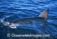 Great White Shark dorsal fin Photo - Gary Bell