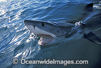 Great White Shark jaws Photo - Gary Bell