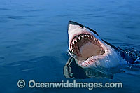 Great White Shark with open jaws Photo - Gary Bell