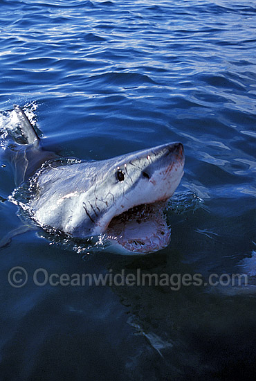 Great White Shark Carcharodon carcharias photo Great White Shark Carcharodon carcharias photo