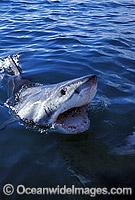 Great White Shark Carcharodon carcharias Photo - Gary Bell