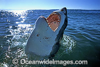 Great White Shark with open jaws Photo - Gary Bell