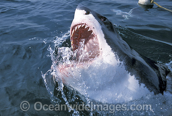 Great White Shark with open jaws photo Great White Shark with open jaws photo