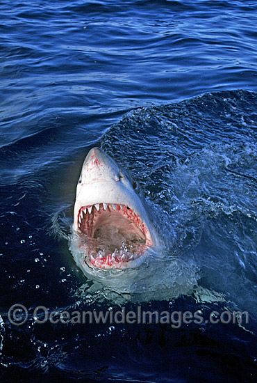 Great White Shark with open jaws photo Great White Shark with open jaws photo