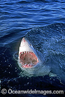 Great White Shark with open jaws Photo - Gary Bell