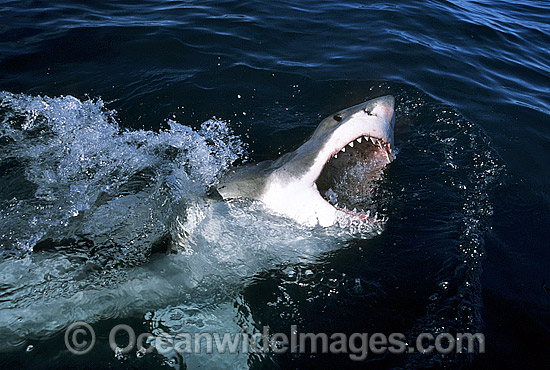 Great White Shark with open jaws photo Great White Shark with open jaws photo