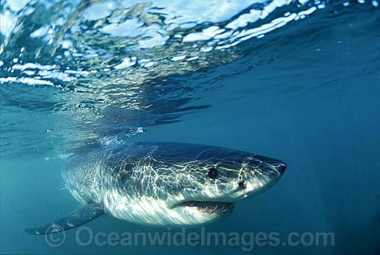 Great White Shark Carcharodon carcharias photo Great White Shark Carcharodon carcharias photo