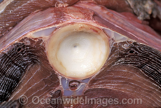 Great White Shark cartilage vertebrae photo Great White Shark cartilage vertebrae photo