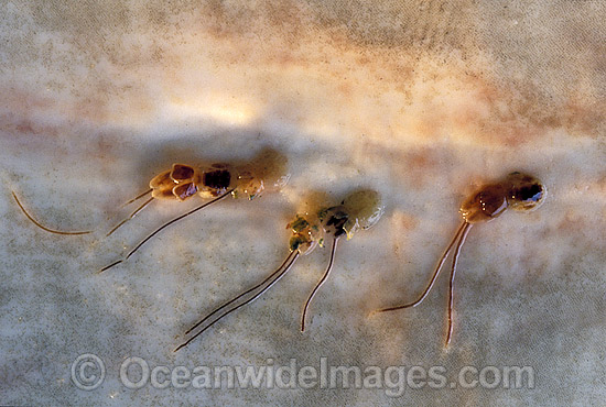 String parasites on Great White Shark photo String parasites on Great White Shark photo
