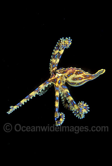 Blue-ringed Octopus photo Blue-ringed Octopus photo