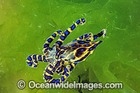 Blue-ringed Octopus Hapalochlaena maculosa Photo - Gary Bell