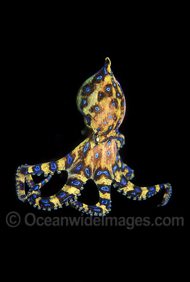 Blue-ringed Octopus Hapalochlaena maculosa photo Blue-ringed Octopus Hapalochlaena maculosa photo