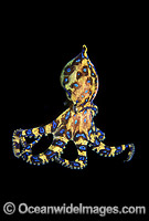 Blue-ringed Octopus Hapalochlaena maculosa Photo - Gary Bell