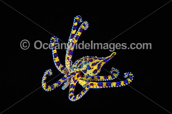 Blue-ringed Octopus photo Blue-ringed Octopus photo