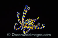 Blue-ringed Octopus Photo - Gary Bell