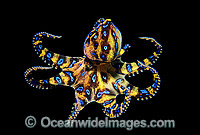 Blue-ringed Octopus Hapalochlaena maculosa Photo - Gary Bell