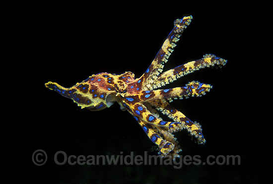 Blue-ringed Octopus photo Blue-ringed Octopus photo