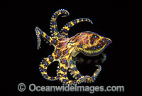 Blue-ringed Octopus Hapalochlaena maculosa Photo - Gary Bell