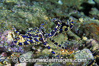 Blue-ringed Octopus Hapalochlaena maculosa Photo - Gary Bell