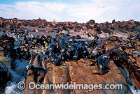Cape Fur Seal colony Photo - Gary Bell