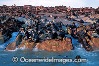 Cape Fur Seal colony Photo - Gary Bell