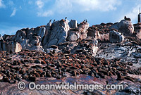 Cape Fur Seal colony Photo - Gary Bell