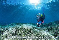 Coral Bleaching Great Barrier Reef Photo - Gary Bell