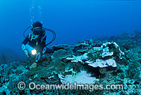 Coral Bleaching Photo - Gary Bell