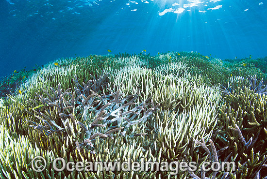Coral Bleaching Great Barrier Reef photo Coral Bleaching Great Barrier Reef photo