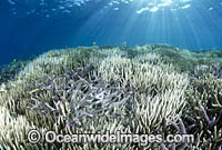 Coral Bleaching Great Barrier Reef Photo - Gary Bell